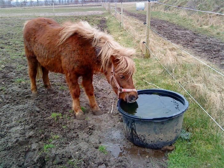 Shetlænder Pondus billede 3