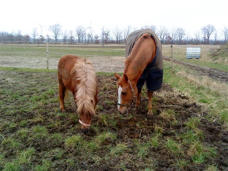 Shetlænder Pondus billede 4