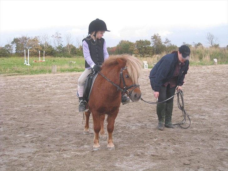 Shetlænder Pondus - Nadja rider Pondus engang i 2009 en a de første gange :) billede 5