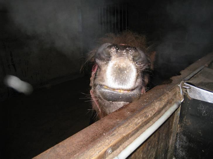 Shetlænder Pondus billede 6