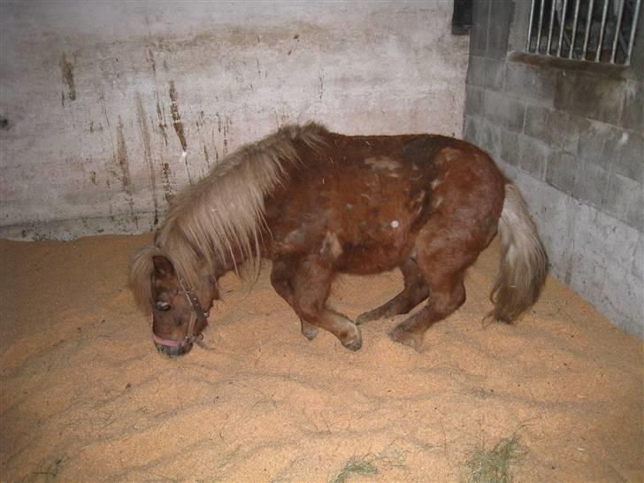 Shetlænder Pondus billede 7