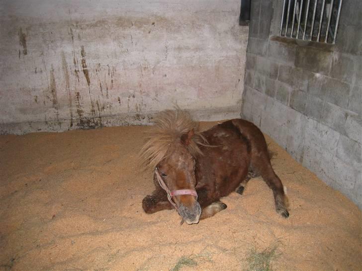 Shetlænder Pondus billede 8