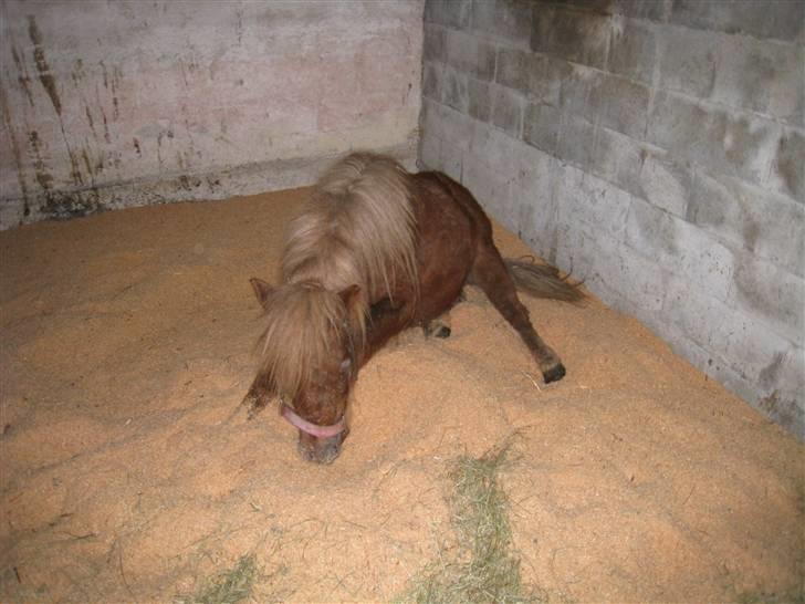Shetlænder Pondus - hehe man kan godt ligge og skrabe :).. så ret sjovt ud ;) billede 9