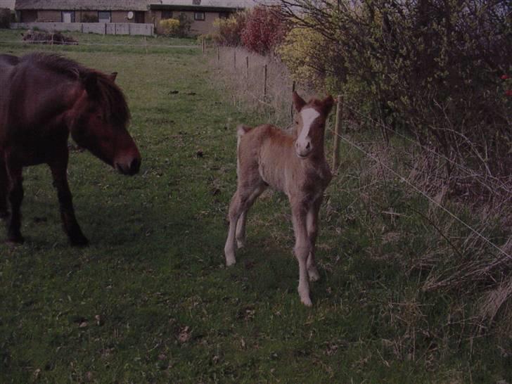 Islænder Júpiter Fra Agri - Føllebasse! billede 2
