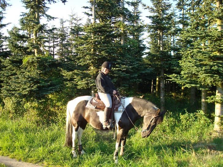 Pinto Stald Skovly´s Midoun billede 5