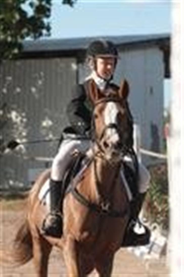 DSP Tai Chiquita - SOLGT:'(<3 - Nibe Cup 2009 | LC 0 fejl | Foto: Ridehesten billede 5