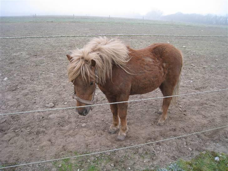 Shetlænder Pondus billede 10