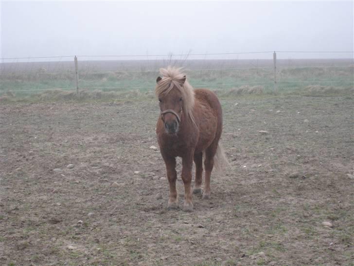 Shetlænder Pondus billede 11