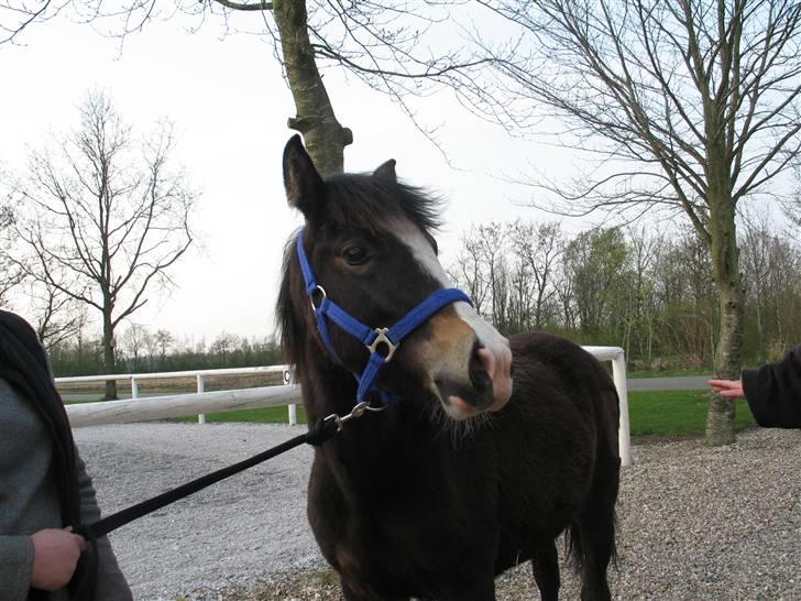 New Forest Meldgaardens Sir Everhard - er lige ud og gå en tur :)  billede 6 billede 32