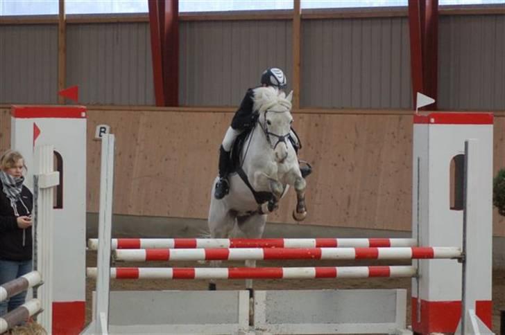 Anden særlig race Grey Eagle(Grolle) billede 7