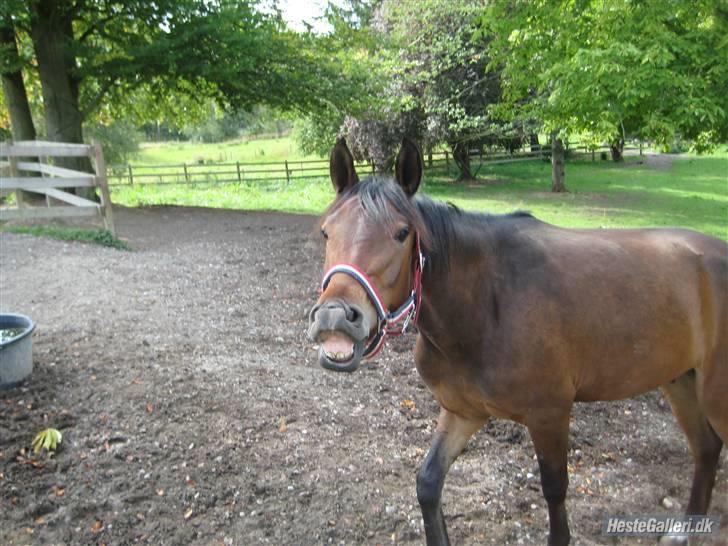Anden særlig race Farmens Asterix - asterix dit æsel ;D billede 10