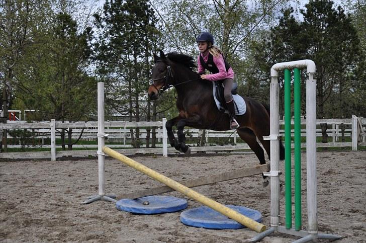 Anden særlig race Farmens Asterix - I flyvende stil over et lille kryds <3 Han springer høøjt over! <3 ;b Foto: RS-PHOTO (rebecca strøbæk) billede 13