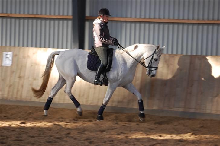 Dansk Varmblod Dalene´s Corming - Camilla rider corming :D billede 17