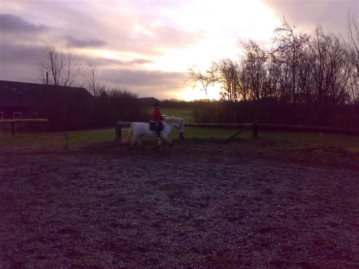 Anden særlig race Beauty - (solgt 2010) billede 7