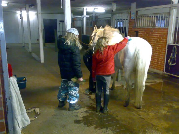 Anden særlig race Beauty - (solgt 2010) - ponyhygge billede 8