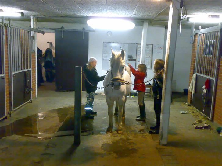 Anden særlig race Beauty - (solgt 2010) - ponyhygge billede 9