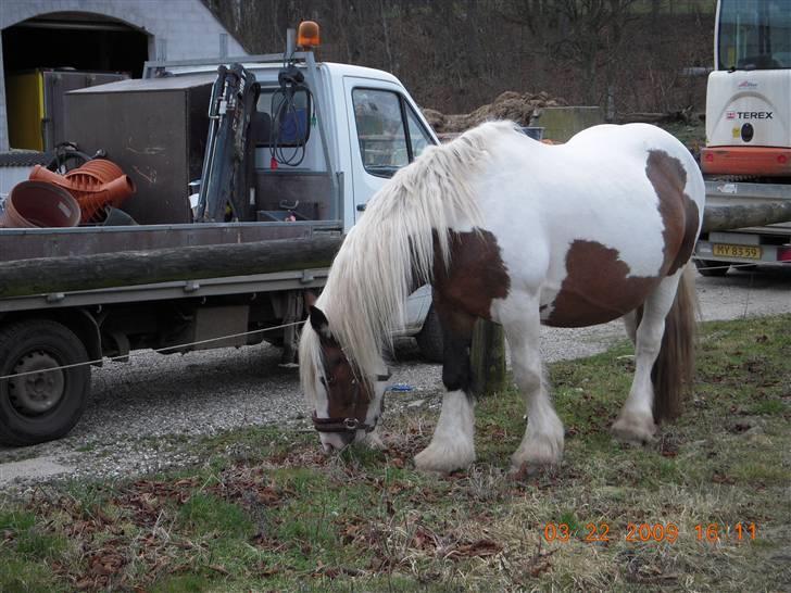 Irish Cob VM Treasa/Trio - Død :-( billede 13