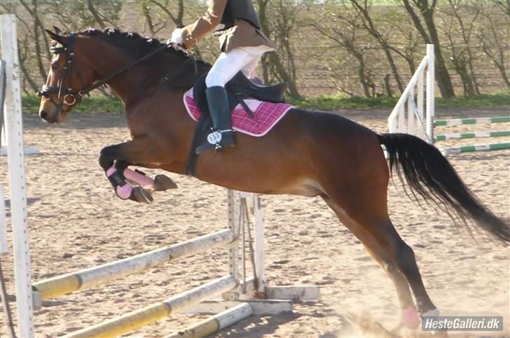 Hollandsk Sportspony Wendy, drømmeponyen - super springpony. Klubstævne Nbe April 2009.4.plads. billede 17