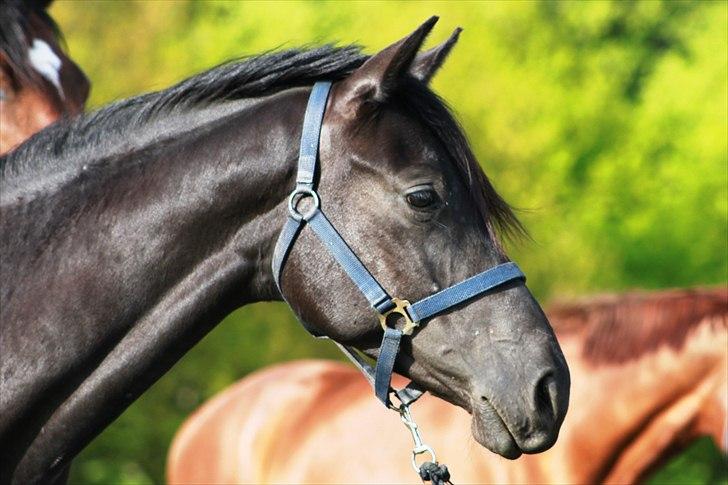 Trakehner Olympia Iwe - Velkommen til prinsesseføllets profil :) Her blevet foreviget 25 mdr gammel billede 4