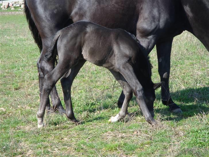 Trakehner Olympia Iwe - Jeg kan også græsse, selvom mine ben er for lange, eller min hals for kort :) billede 2