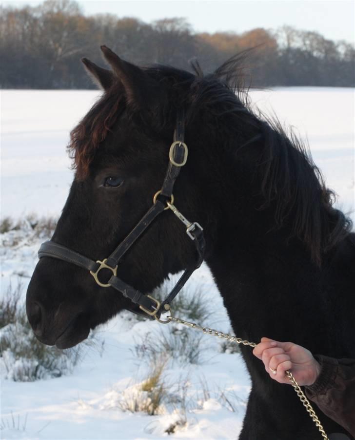 Trakehner Olympia Iwe - 9 mdr. billede 3