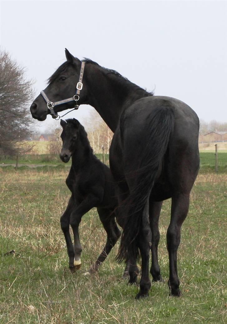 Trakehner Olympia Iwe billede 5