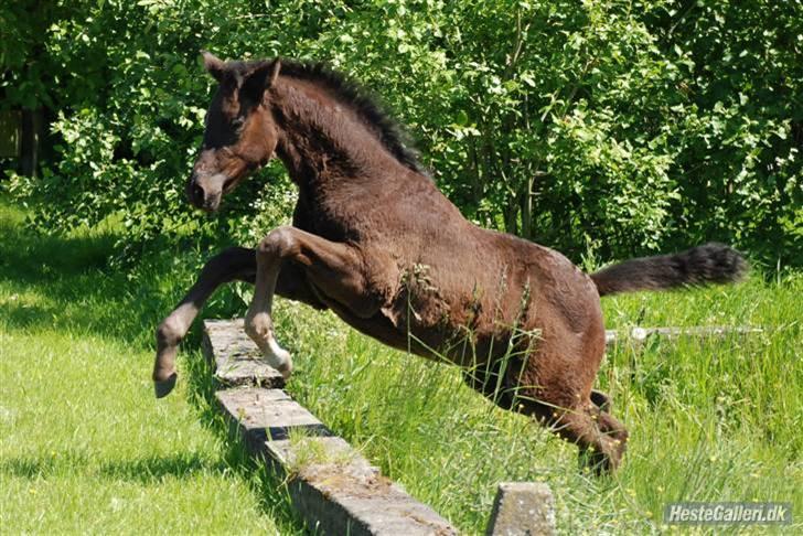Trakehner Olympia Iwe - Hun har ikke fået fortalt, at hun er ren dressur-afstamning :) billede 6