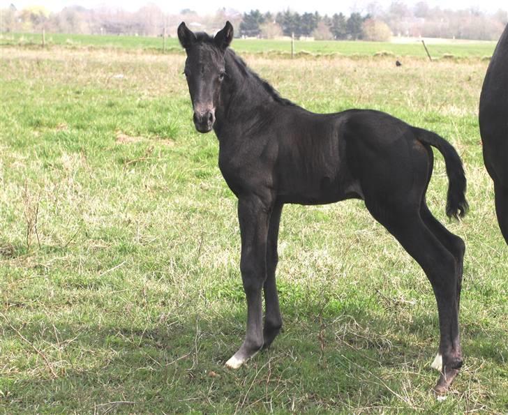 Trakehner Olympia Iwe billede 7