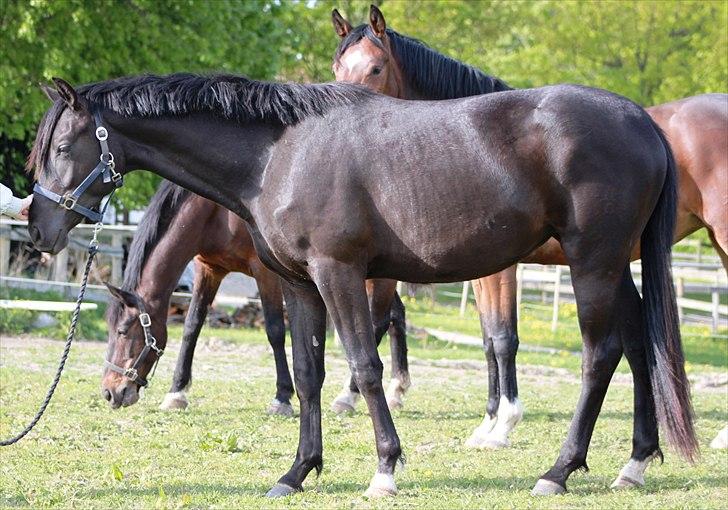 Trakehner Olympia Iwe - 25 mdr gammel :) Måler knapt 160 cm billede 8
