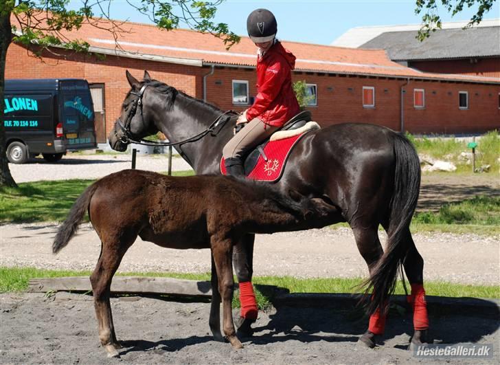 Trakehner Olympia Iwe - Åbent i mælkebaren :) billede 9
