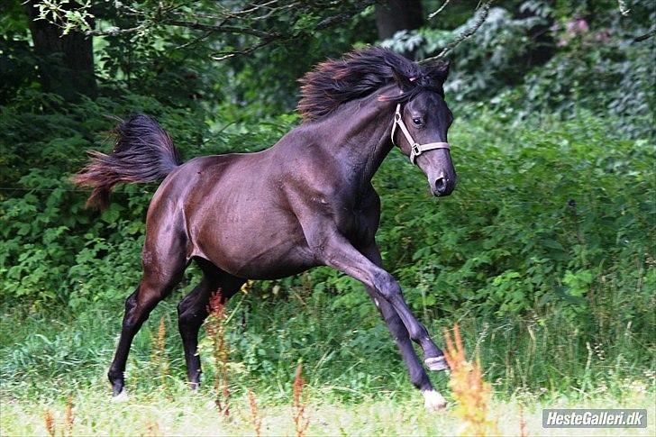 Trakehner Olympia Iwe - 16 mdr billede 10