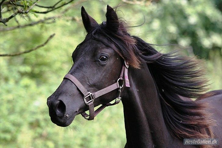 Trakehner Olympia Iwe - 16 mdr billede 11