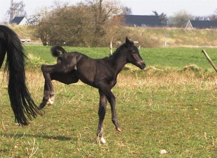 Trakehner Olympia Iwe - Levade - måske hun skal i den spanske rideskole? billede 12