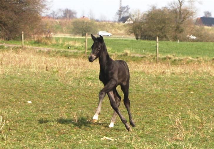 Trakehner Olympia Iwe - Hun er allerede begyndt at øve sig på de svære samlede dressurøvelser :P billede 13