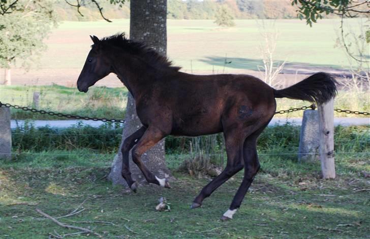 Trakehner Olympia Iwe - 6 mdr gammel :) billede 14