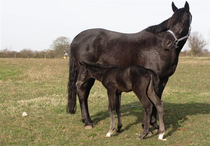 Trakehner Olympia Iwe - Første gang på fold - 6 timer gammel billede 15