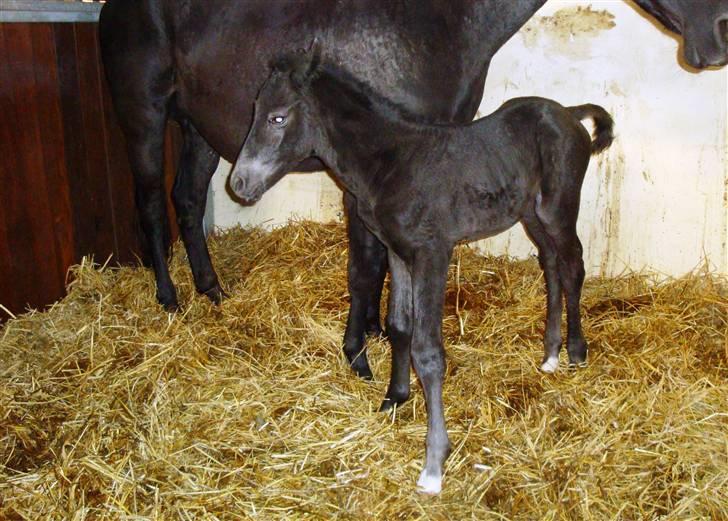 Trakehner Olympia Iwe - få timer gammel :) Og meget usikker på benene. billede 16