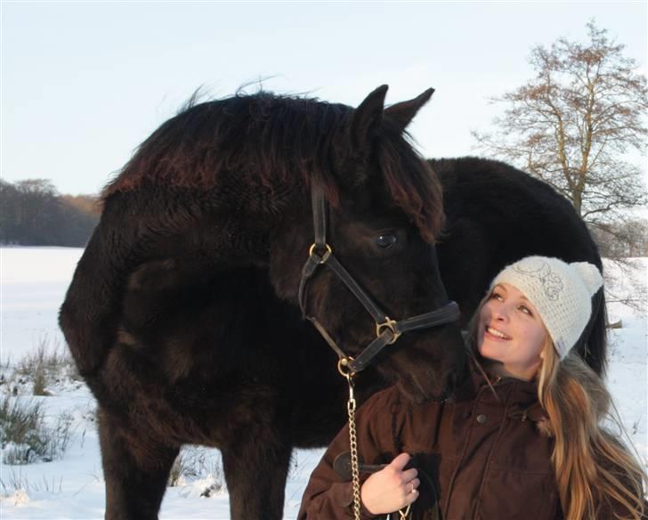 Trakehner Olympia Iwe - 9 mdr. billede 17