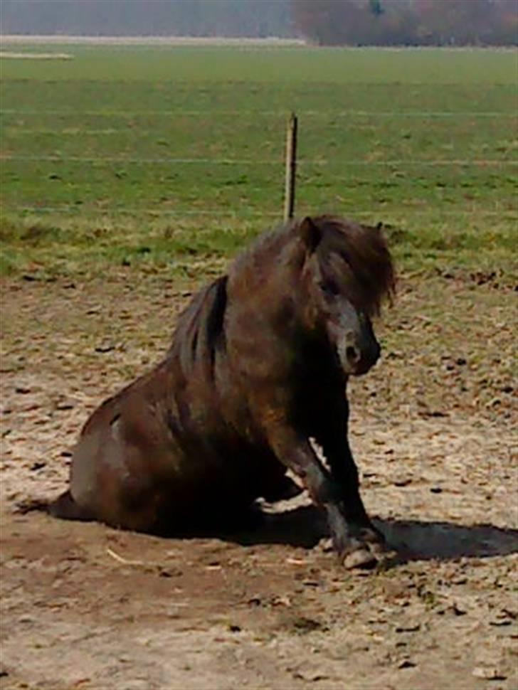 Shetlænder Labbenhus Frederik - Så sidder vi lige og forårshygger :-) billede 12