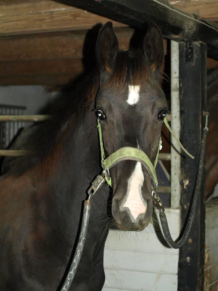 Dansk Varmblod Damkærsgård's Nero - Damkærsgård´s Nero billede 1
