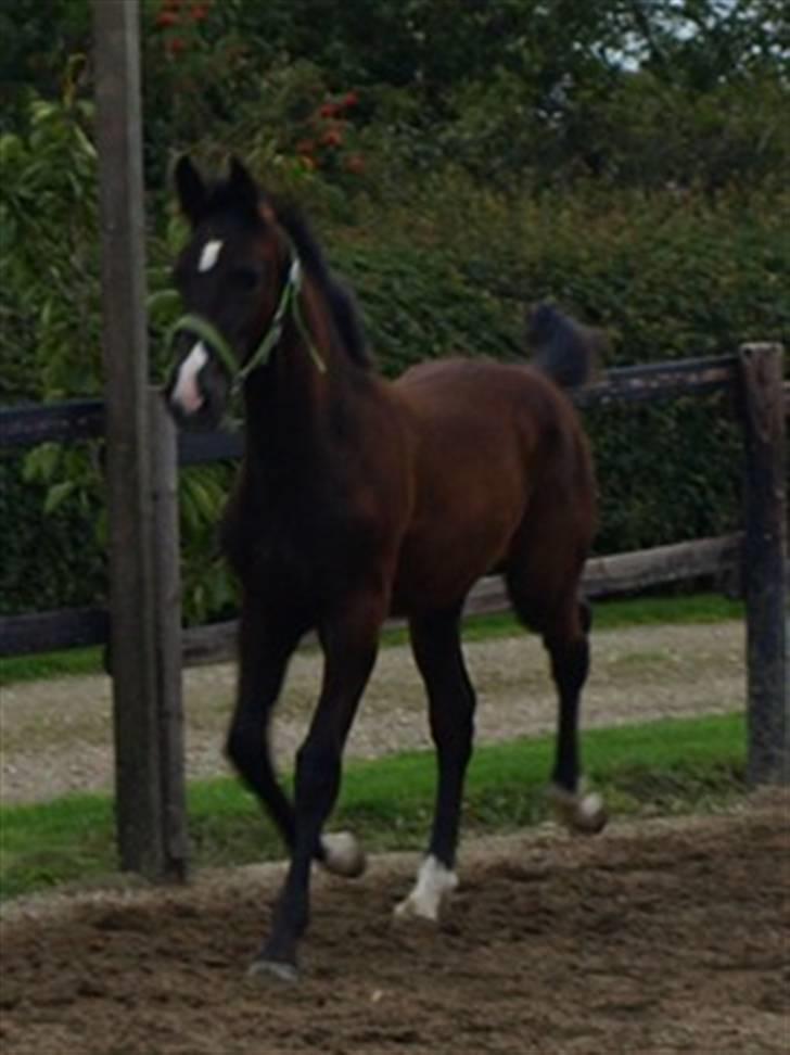 Dansk Varmblod Damkærsgård's Nero billede 2