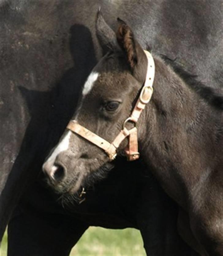 Dansk Varmblod Damkærsgård's Nero billede 3
