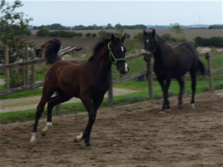 Dansk Varmblod Damkærsgård's Nero billede 4