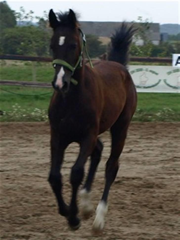 Dansk Varmblod Damkærsgård's Nero billede 5