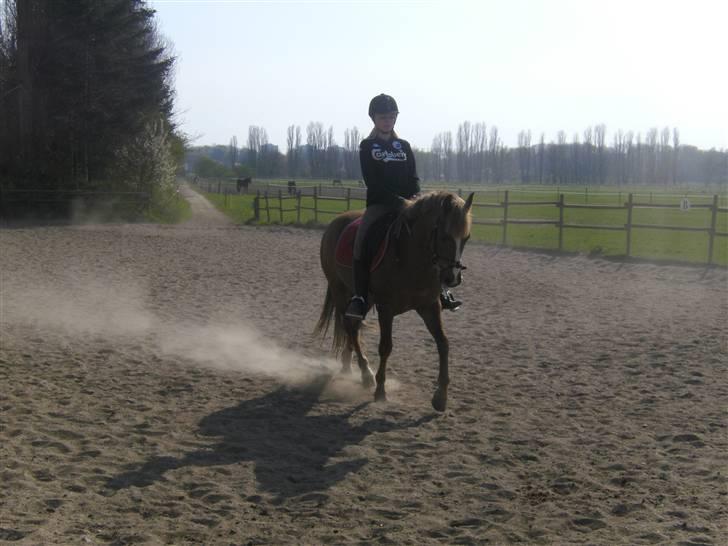 New Forest Horsemosens May Bazar  - Smukke Basse <3 billede 13