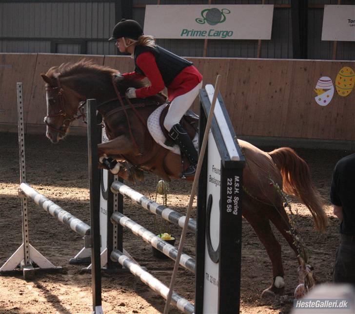 Anden særlig race Vestergårds La Chanta  billede 6