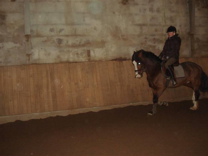 Welsh Pony af Cob-type (sec C) Fjordglimt Im Zidan,SOLGT billede 5