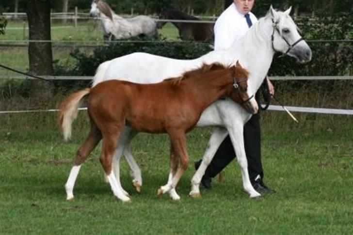 Welsh Pony (sec B) Caya's Angel - Føl og plag skue 2009 billede 1