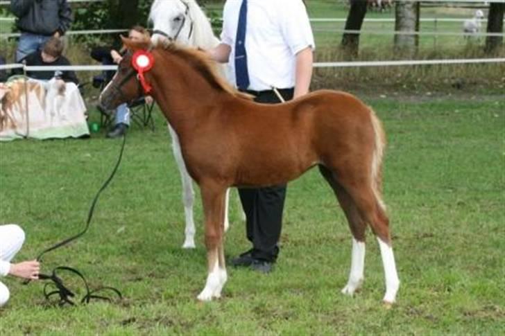 Welsh Pony (sec B) Caya's Angel - Føl og plag skue 2009 billede 2