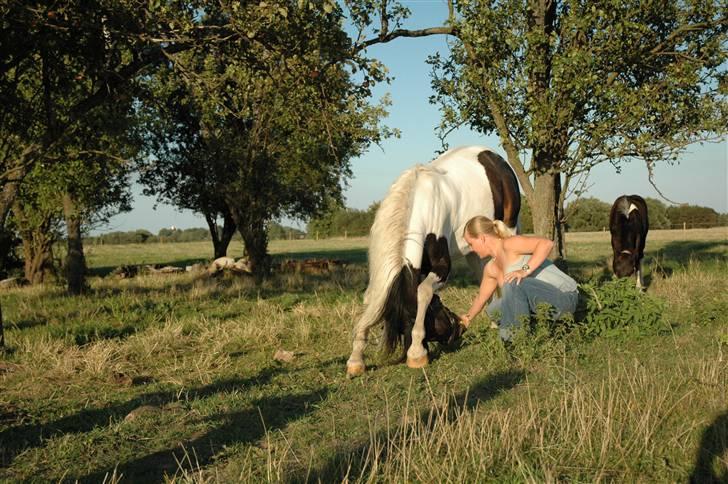 Pinto Stald Skovly´s Midas billede 1